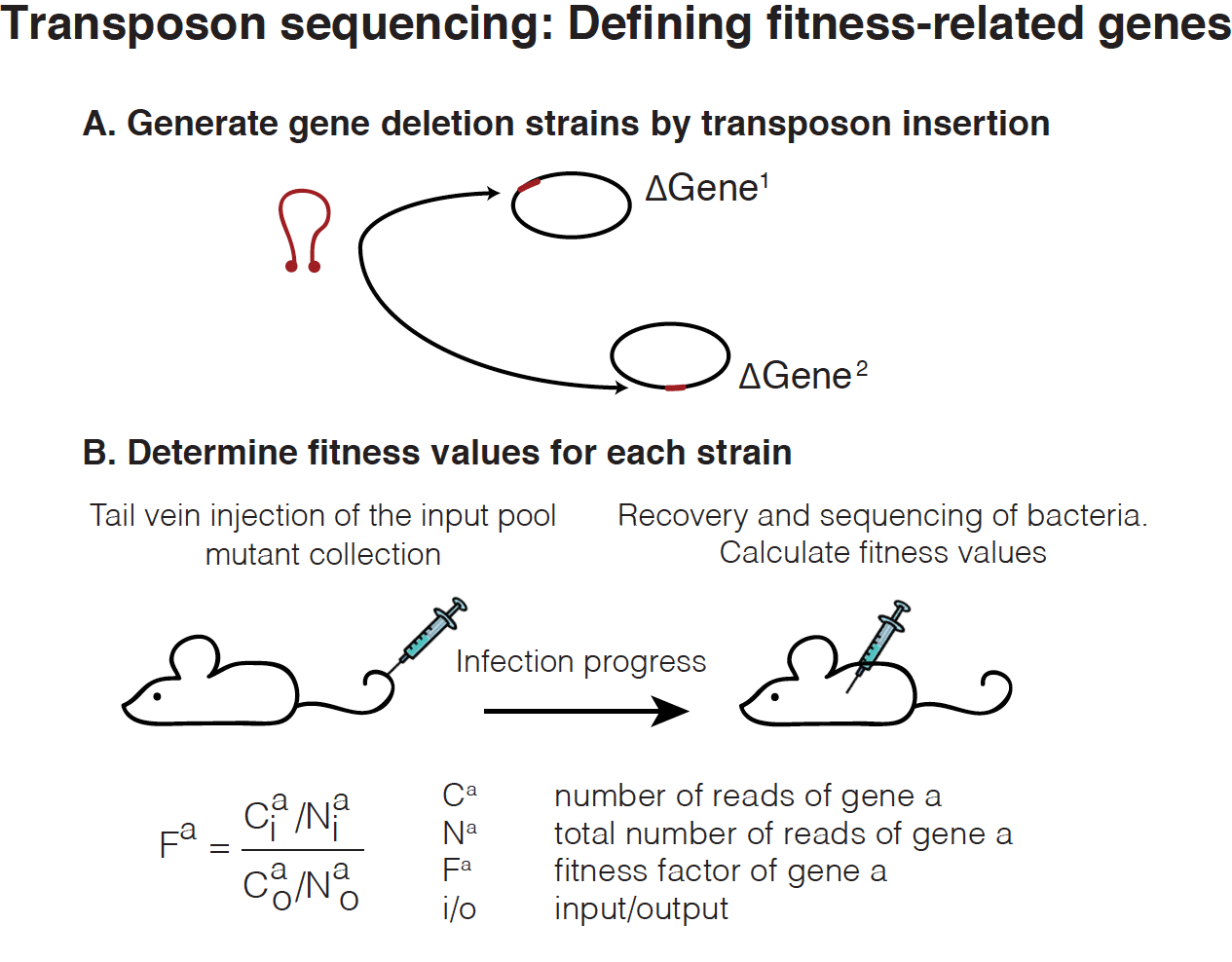 Figure 1. Use of transposon sequencing to measure gene fitness in vivo.